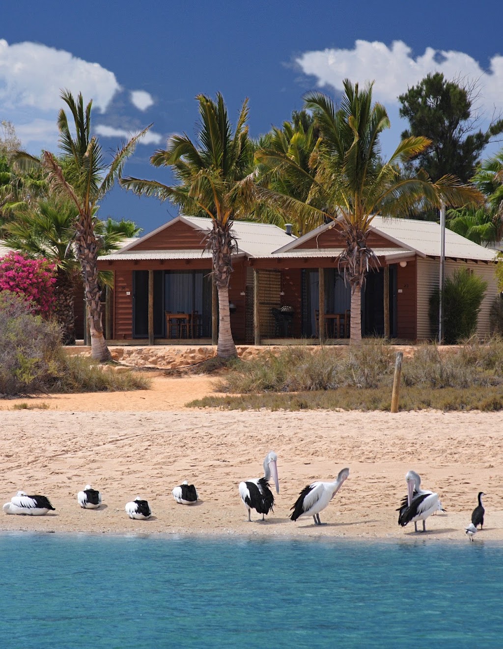 Paddling Monkey Mia Kayak Safaris and SUP Hire | 1 Monkey Mia Rd, Shark Bay WA 6537, Australia | Phone: 0428 911 283