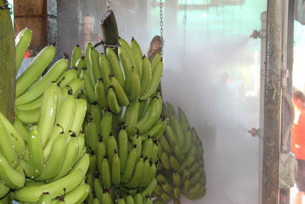 Australian Banana Company | 101 Upper Daradgee Rd, Upper Daradgee QLD 4860, Australia | Phone: (07) 4232 6500