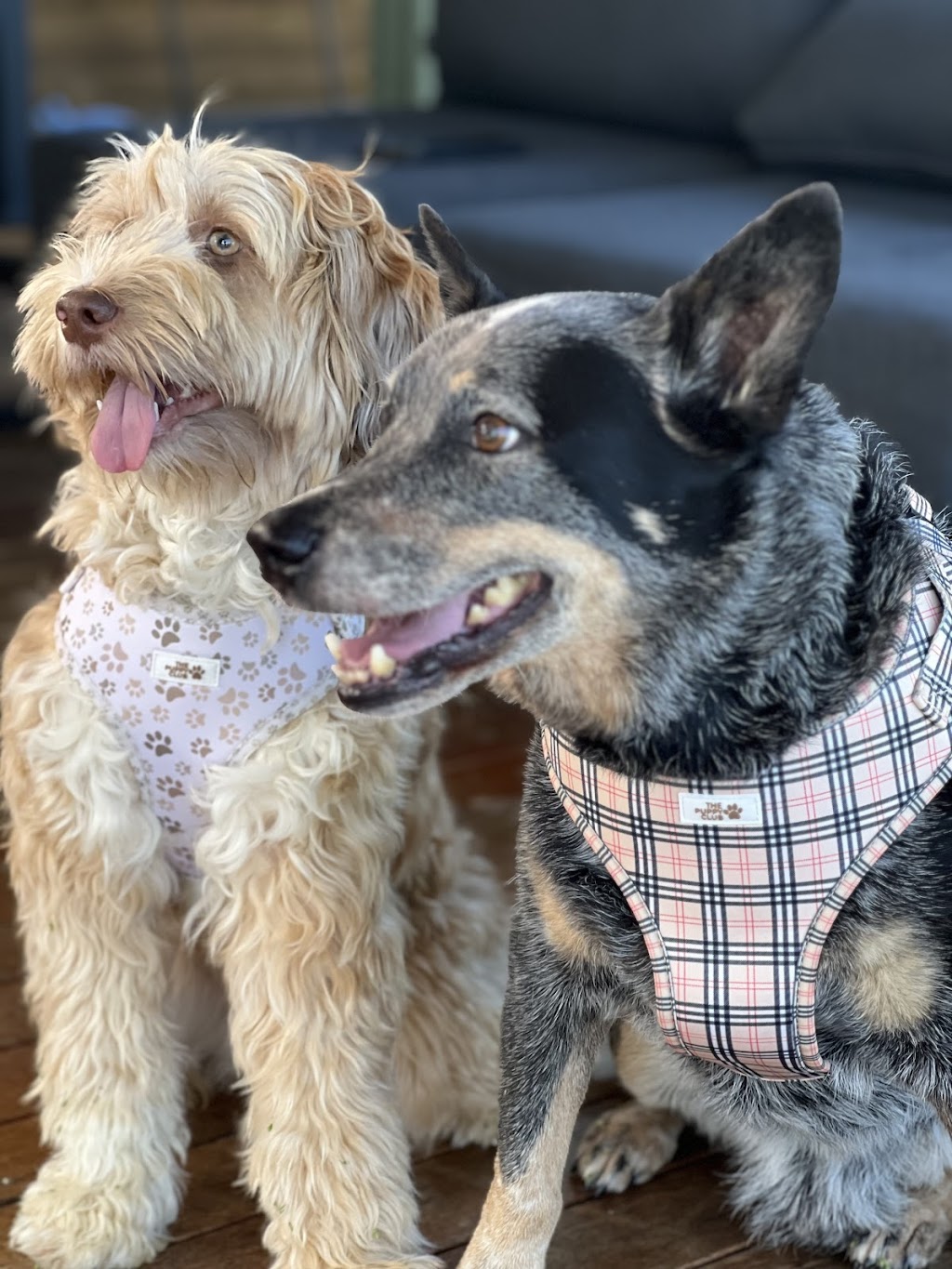 The Puppy Club | 373 Old Mount Samson Rd, Closeburn QLD 4520, Australia | Phone: 0415 287 700