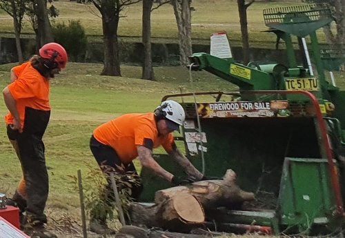 Proactive Arbor | 16 Mimosa Rd, Budgewoi NSW 2262, Australia | Phone: 0400 736 614