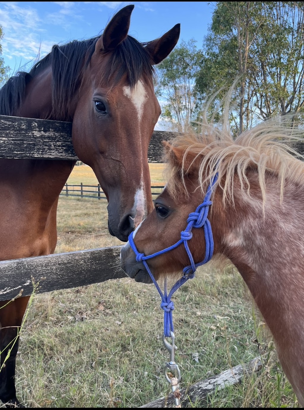 Adonai Equine Services | Mitchell Park Rd, Cattai NSW 2756, Australia | Phone: 0437 321 321
