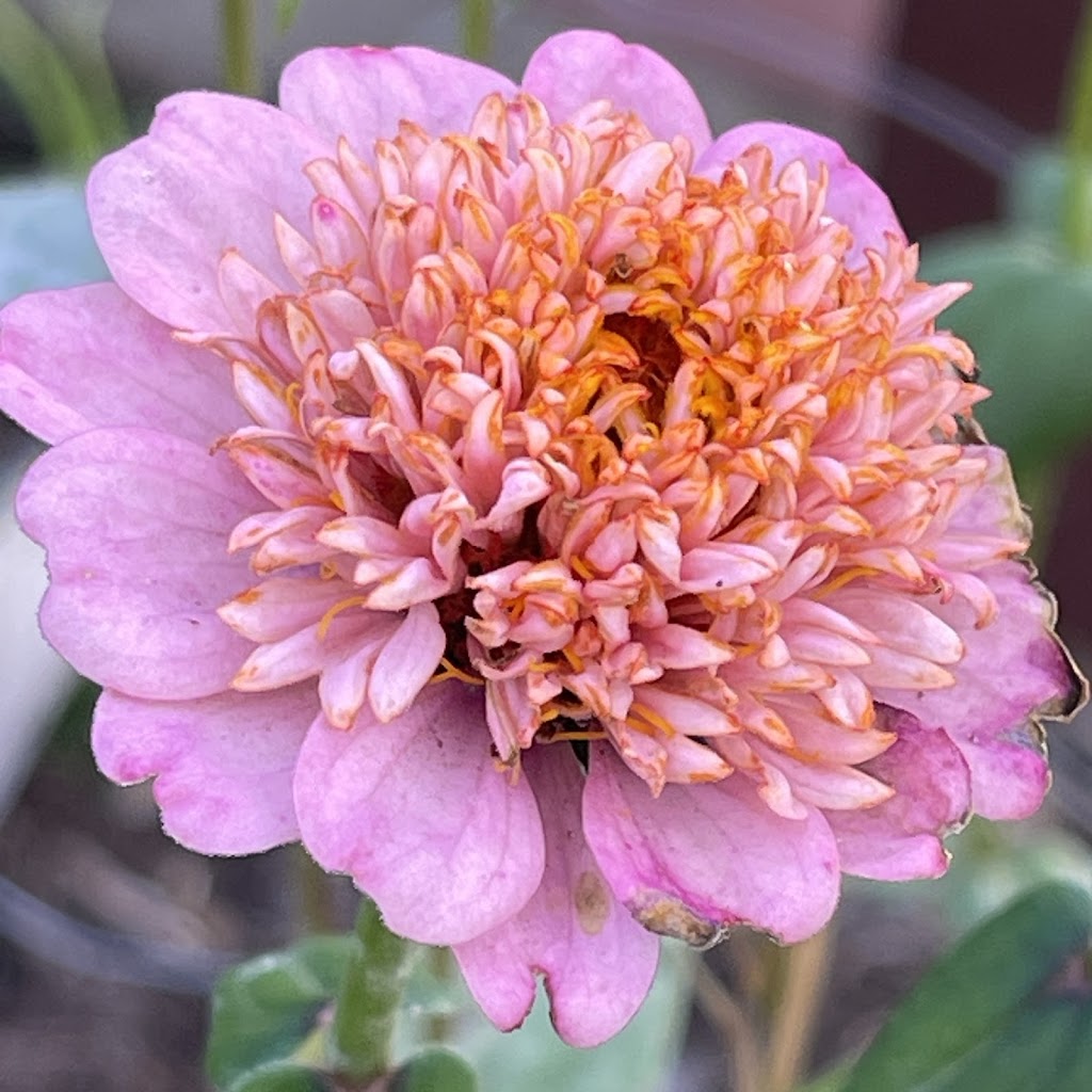 Serendipity Strawberry & Flower Farm | 1556 Princes Hwy, Bimbimbie NSW 2536, Australia | Phone: 0417 469 525