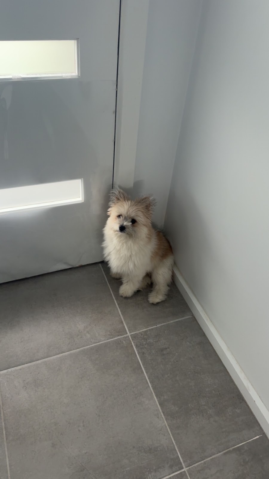 The Dog Grooming Garage | 13 Wiregrass Ave, Denham Court NSW 2565, Australia | Phone: 0438 049 618