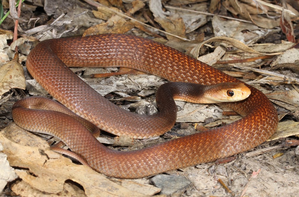 Snake Catchers Brisbane | 73 Dove Tree Cres, Sinnamon Park QLD 4073, Australia | Phone: 0413 028 081