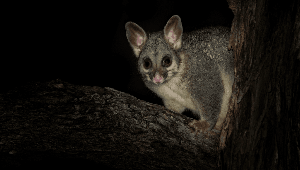 The Possum People | 44 Kintyre Cres, Banora Point NSW 2486, Australia | Phone: 0417 022 207