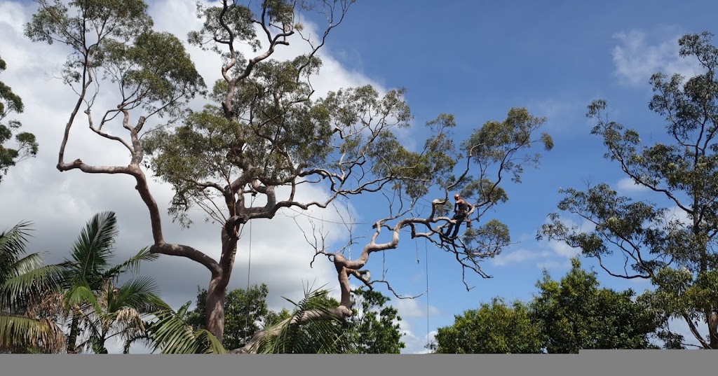 NATIVE TREE SERVVICES | 343 Cabbage Tree Rd, Williamtown NSW 2318, Australia | Phone: 0422 174 966