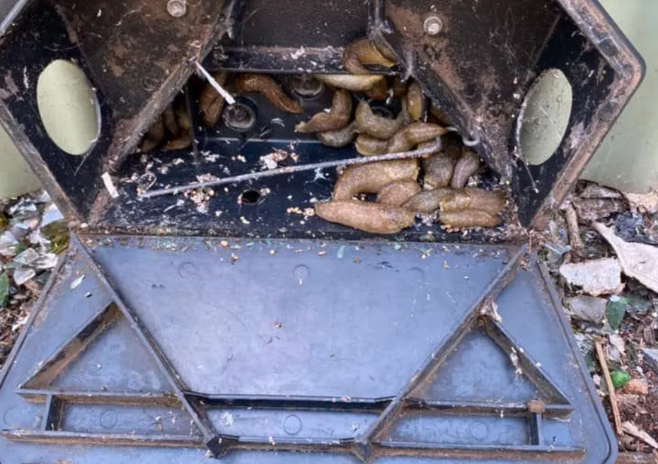 Greenspest | 8/74 Mountbatten Dr, Dubbo NSW 2830, Australia | Phone: (02) 6882 3786