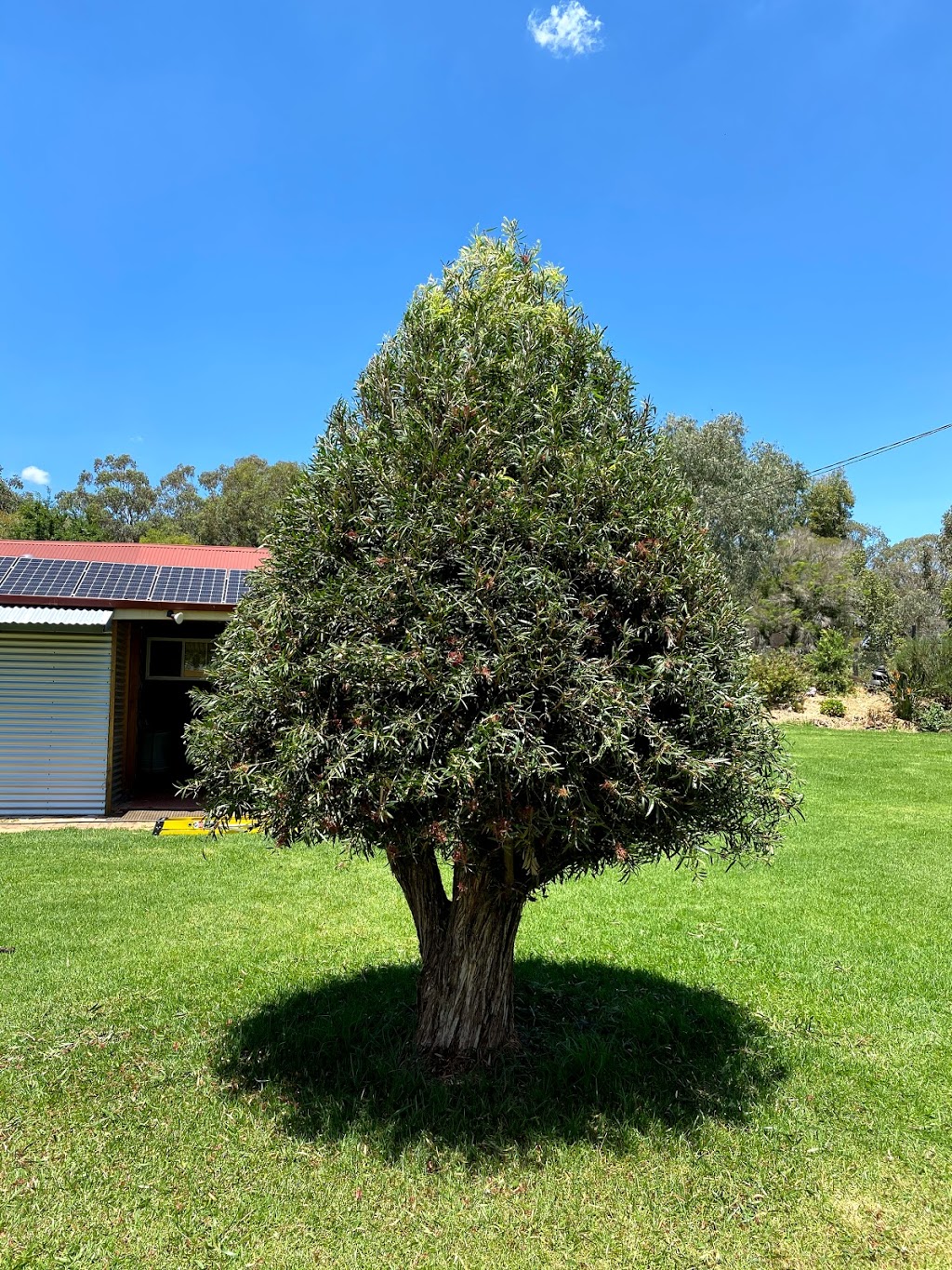 Louis Lawn and Garden Care | 11R Wilfred Smith Dr, Dubbo NSW 2830, Australia | Phone: 0428 895 083