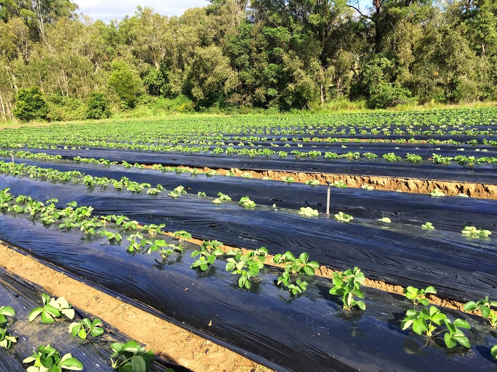 Hermes Strawberries Pty Ltd | 490 Newlands Rd, Wamuran QLD 4512, Australia | Phone: 0422 333 071