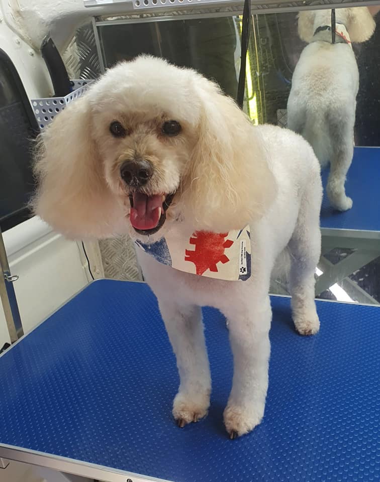 Boutique Tails Dog Grooming | 13 Diamond Dr, Koo Wee Rup VIC 3981, Australia | Phone: (03) 5922 4356