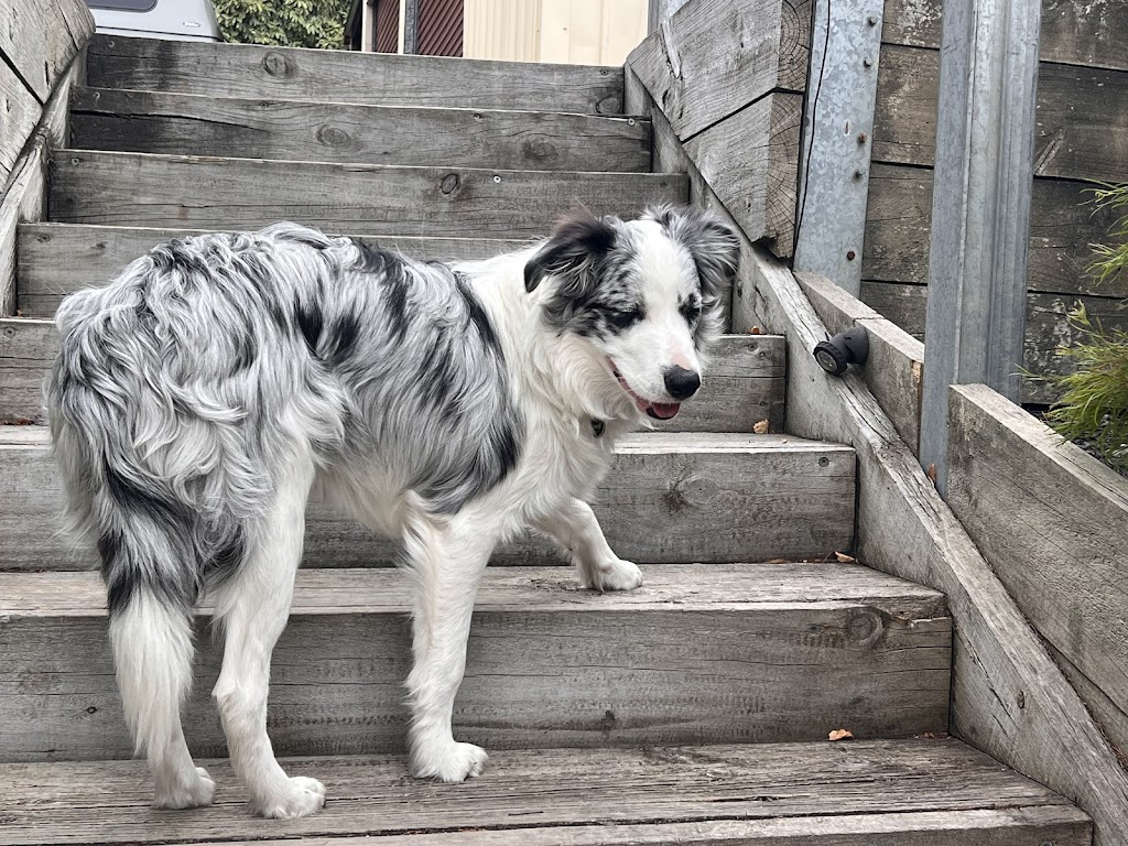 OliveGrove Estate Border Collies | 210 Inglewood Rd, Muscle Creek NSW 2333, Australia | Phone: 0427 530 955