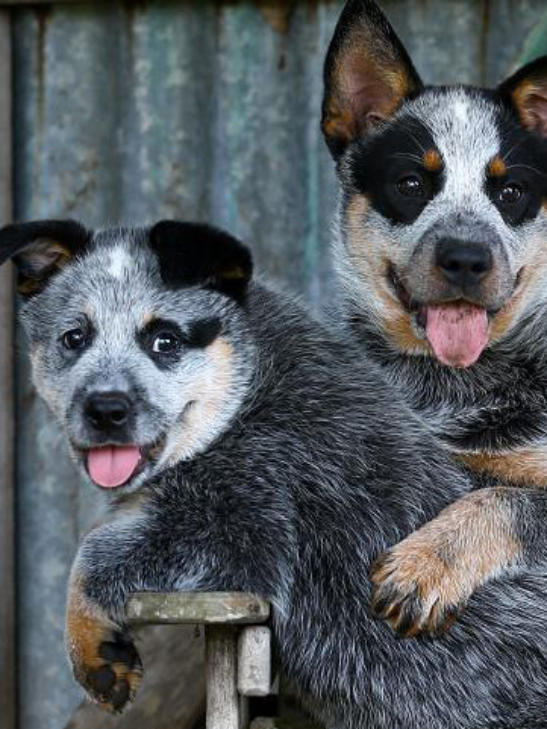 Queblue and Rediron Australian Cattle Dogs |  | 325 Pines Rd, Edenville NSW 2474, Australia | 0429911751 OR +61 429 911 751