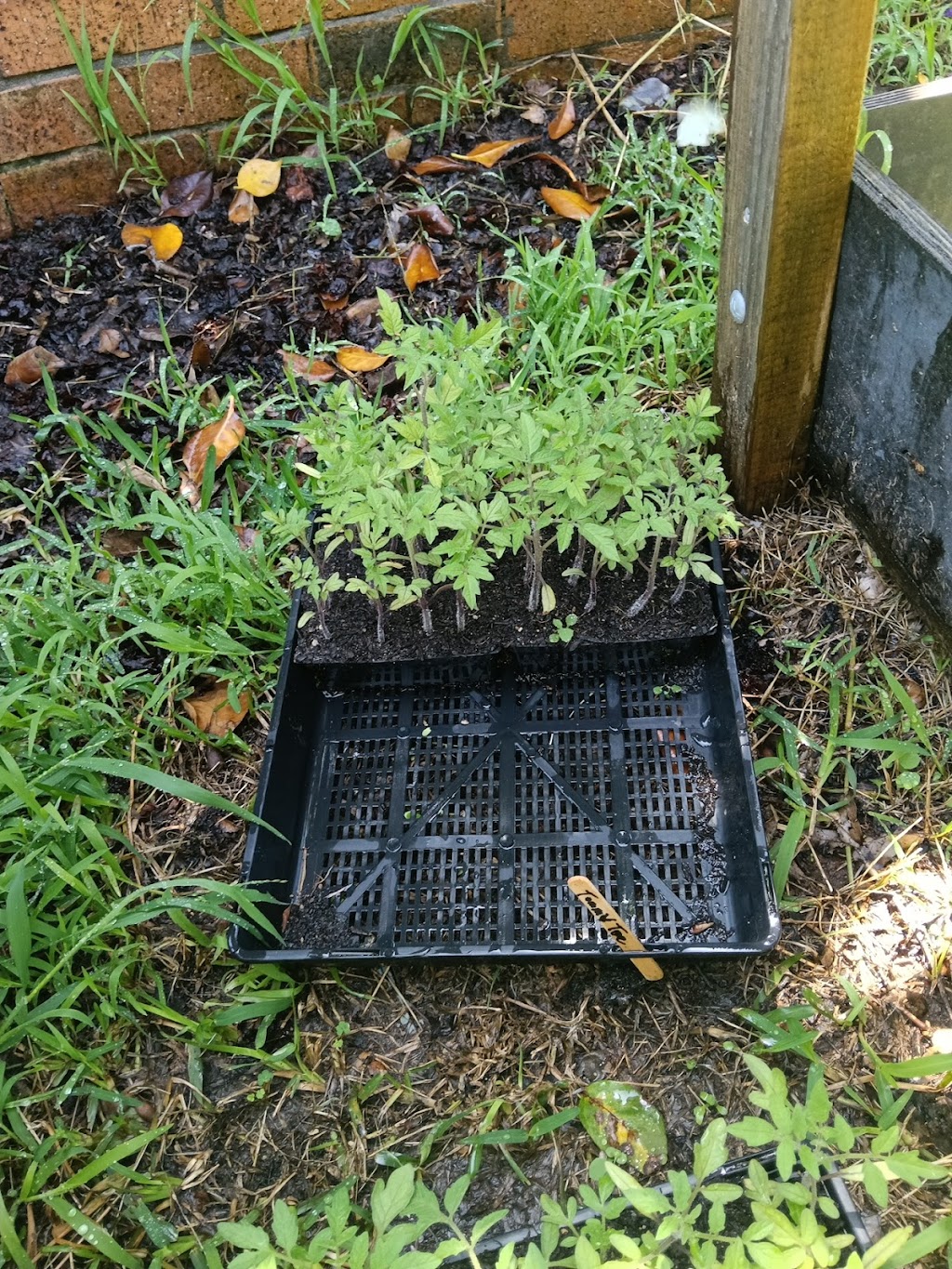 Rosemeadow Veggies Seedlings | 5 Fitzgibbon Ln, Rosemeadow NSW 2560, Australia | Phone: 0412 598 242