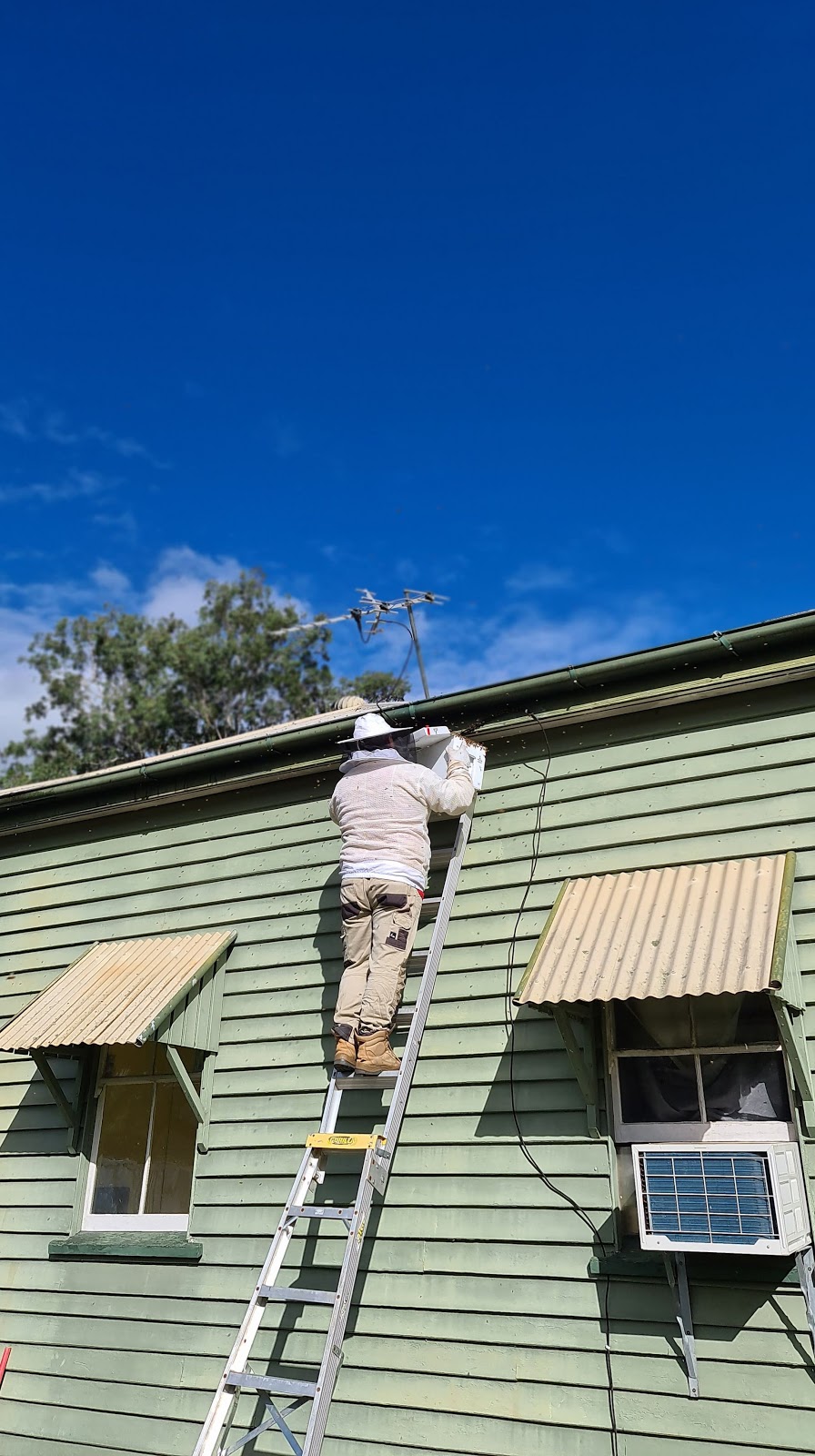 Logan & Surrounds Bee Rescue | 313-317 Bushman Dr, Jimboomba QLD 4280, Australia | Phone: 0412 850 065