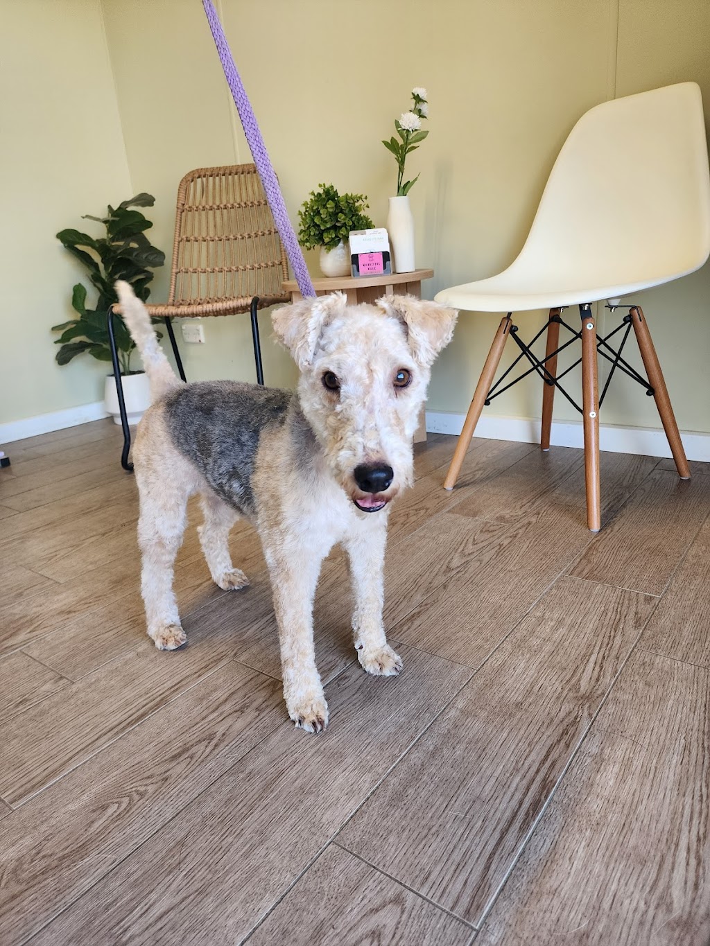 Wonderful Wagz Pet Grooming | 50 Dowell La, Barnawartha North VIC 3691, Australia | Phone: 0437 879 588