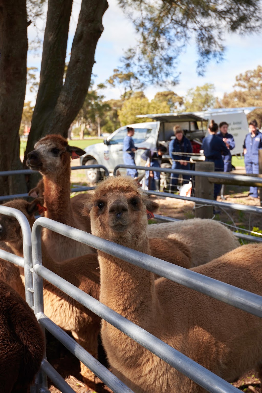 Production Animal Heath Centre University of Adelaide | veterinary care | Roseworthy Campus, Roseworthy SA 5371, Australia | 0883131999 OR +61 8 8313 1999