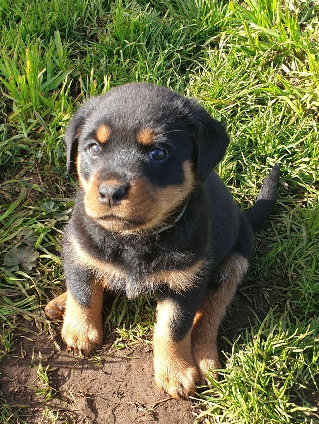 BEAUPARK ROTTWEILERS | Glencoe Rd, Glencoe SA 5291, Australia | Phone: 0422 175 990