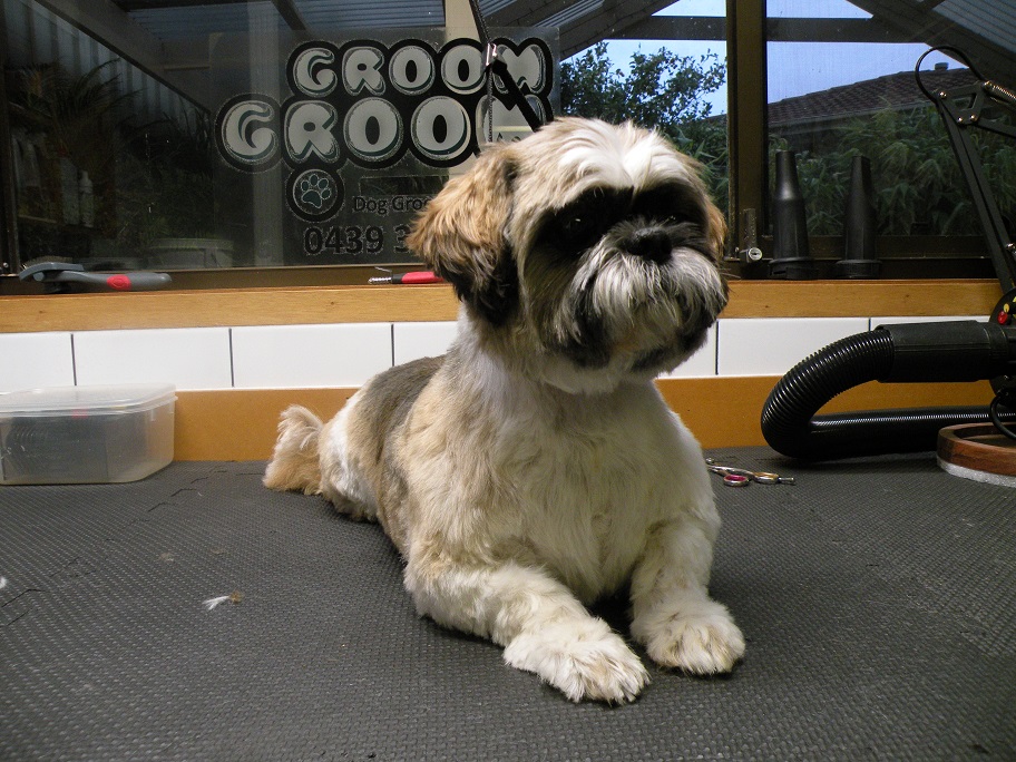 Groom Groom Dog Grooming |  | 1/46 Perry Barr Rd, Hallett Cove SA 5158, Australia | 0439341513 OR +61 439 341 513