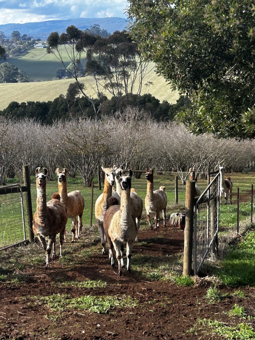 Burnarlook Llamas and Hazelnuts | 195 Mountain Rd, Gembrook VIC 3783, Australia | Phone: 0400 578 306