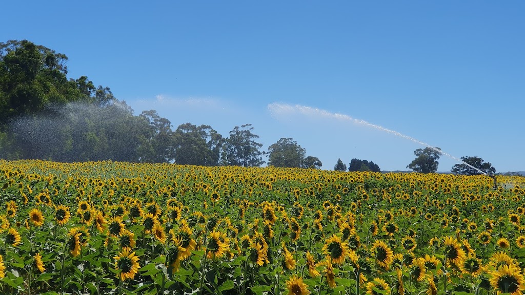 Spa Country Sunflowers | 420 Developmental Rd, Bolwarrah VIC 3352, Australia | Phone: 0418 387 380