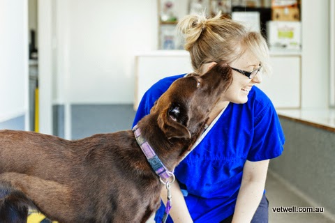 Clontarf Veterinary Practice | veterinary care | shop 7, Bayside Plaza, 9 Elizabeth Ave, Clontarf QLD 4019, Australia | 0732844262 OR +61 7 3284 4262