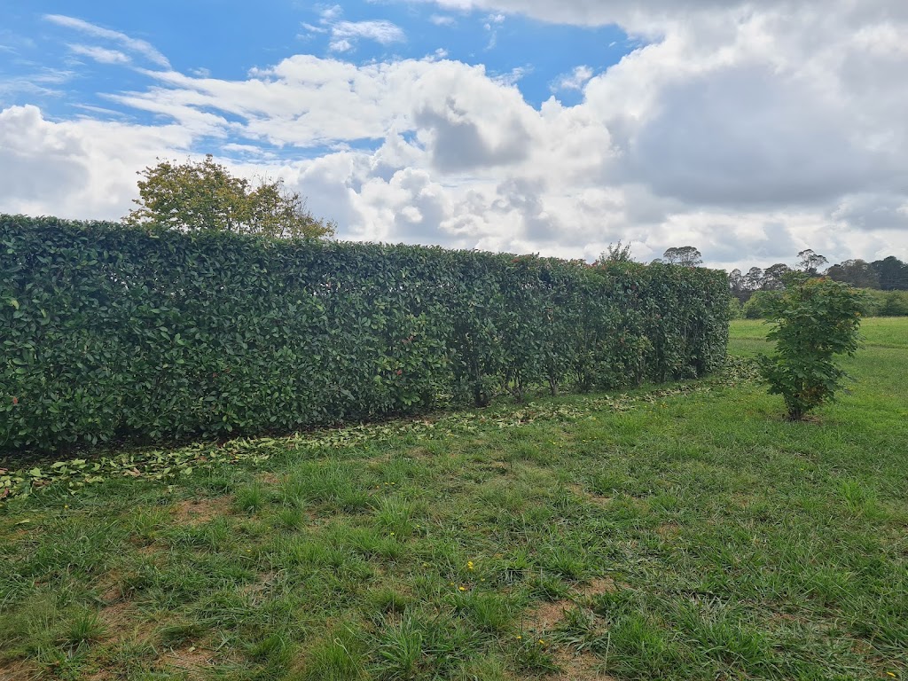 SAGE CUT Treeworks | 3C Biggera St, Braemar NSW 2575, Australia | Phone: 0416 177 223