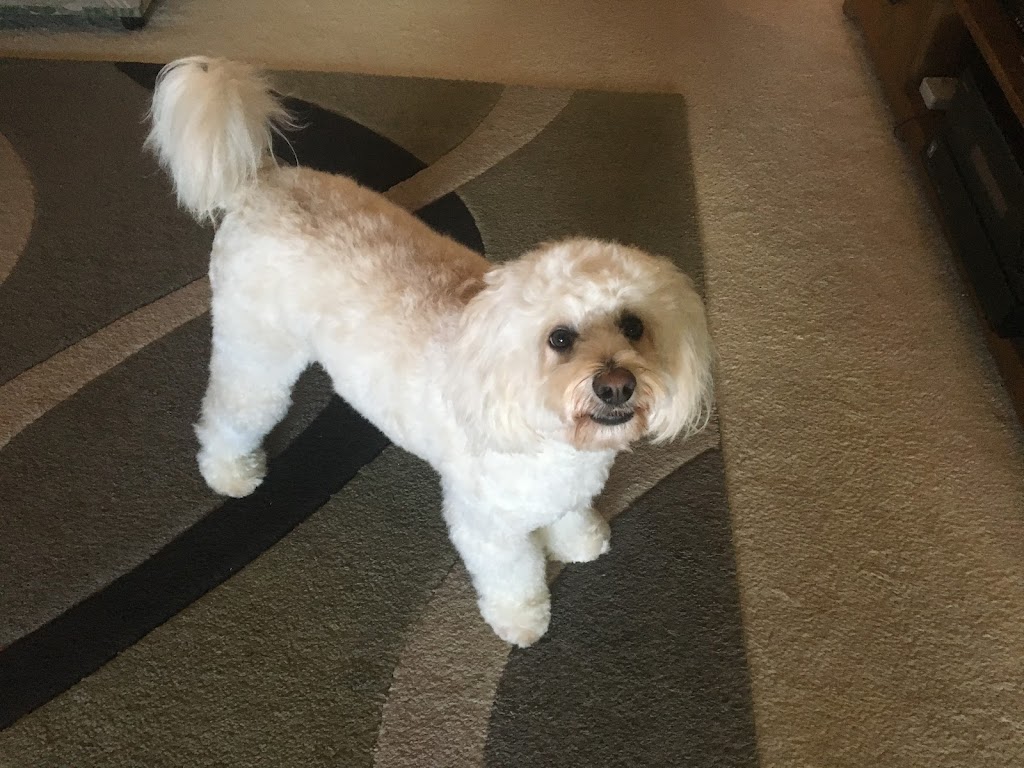 Custom Cutz Dog Grooming Blacksmiths | 10 Tirriki St, Blacksmiths NSW 2281, Australia | Phone: 0439 406 440