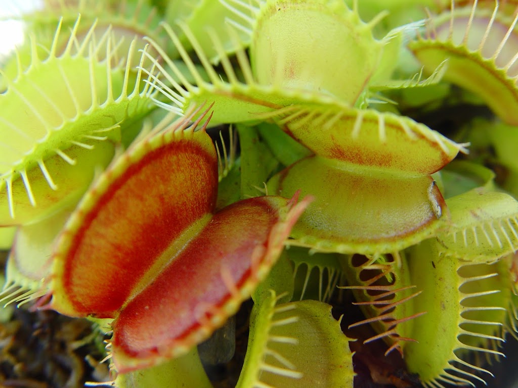 Carnivorous Gotcha Plants | 8 Balsam Rd, Eumundi QLD 4562, Australia | Phone: (07) 5442 8204