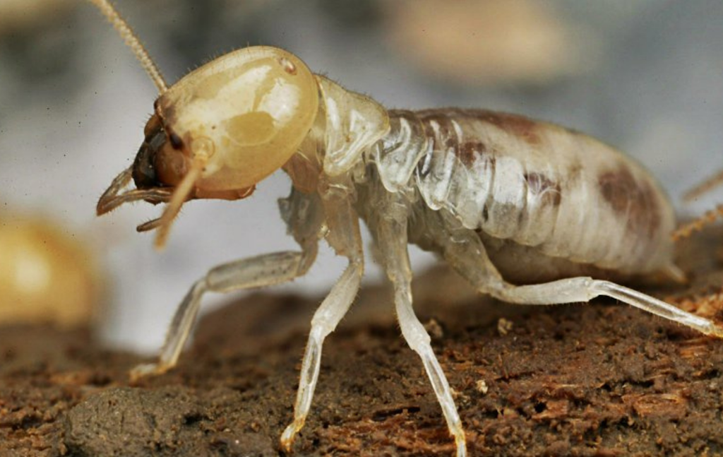 Gold Coast Termite Inspections Termite Pest Control | 25-27 Cooberrie St, Cornubia QLD 4130, Australia | Phone: 0416 049 534