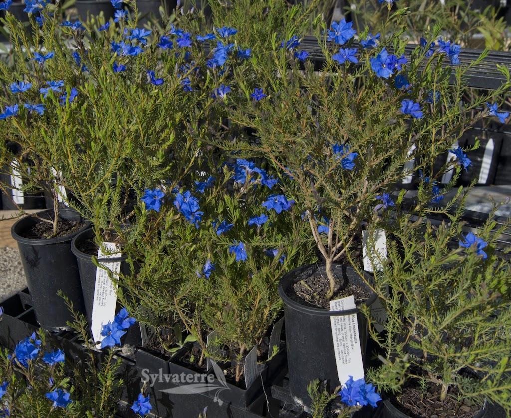 Sylvaterre Native Nursery | 1126 Sylvaterre-Timms Lake Rd, Sylvaterre VIC 3575, Australia | Phone: 0455 140 421