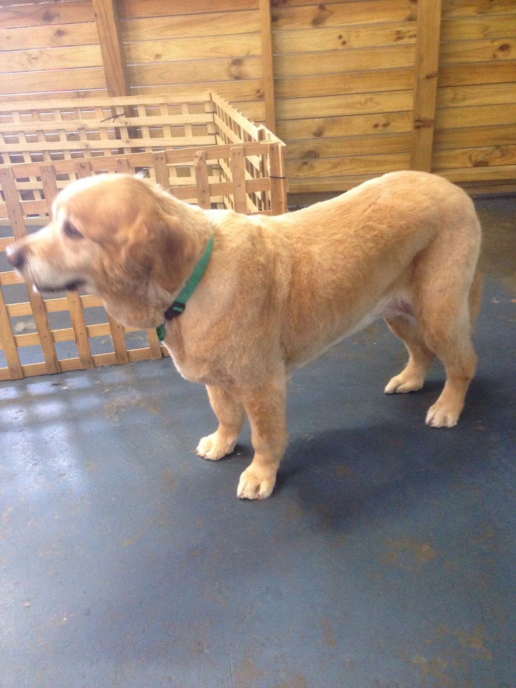 LUSCIOUS PAWS Dog Grooming | 62 Manna Gum Dr, Pakenham VIC 3810, Australia | Phone: 0449 595 252