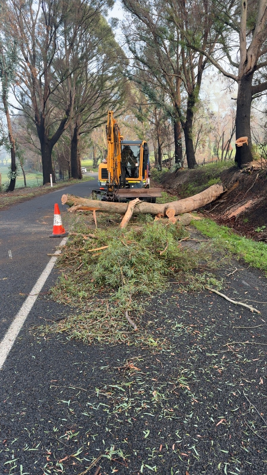 Total Tree & Stump Removal pty Ltd | 60 Robinson St, Murchison VIC 3610, Australia | Phone: 0457 283 085
