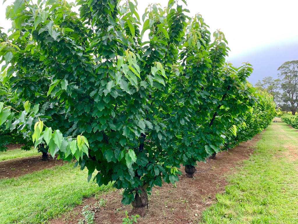 Seville Farm Cherries | 56 Monbulk-Seville Rd, Seville VIC 3139, Australia | Phone: 1300 360 056