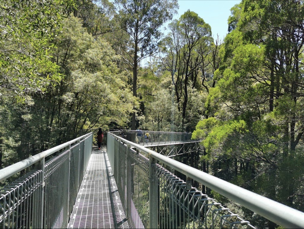 Otway Fly Treetop Adventures | 360 Phillips Track Beech Forest, Weeaproinah VIC 3237, Australia | Phone: (03) 5235 9200