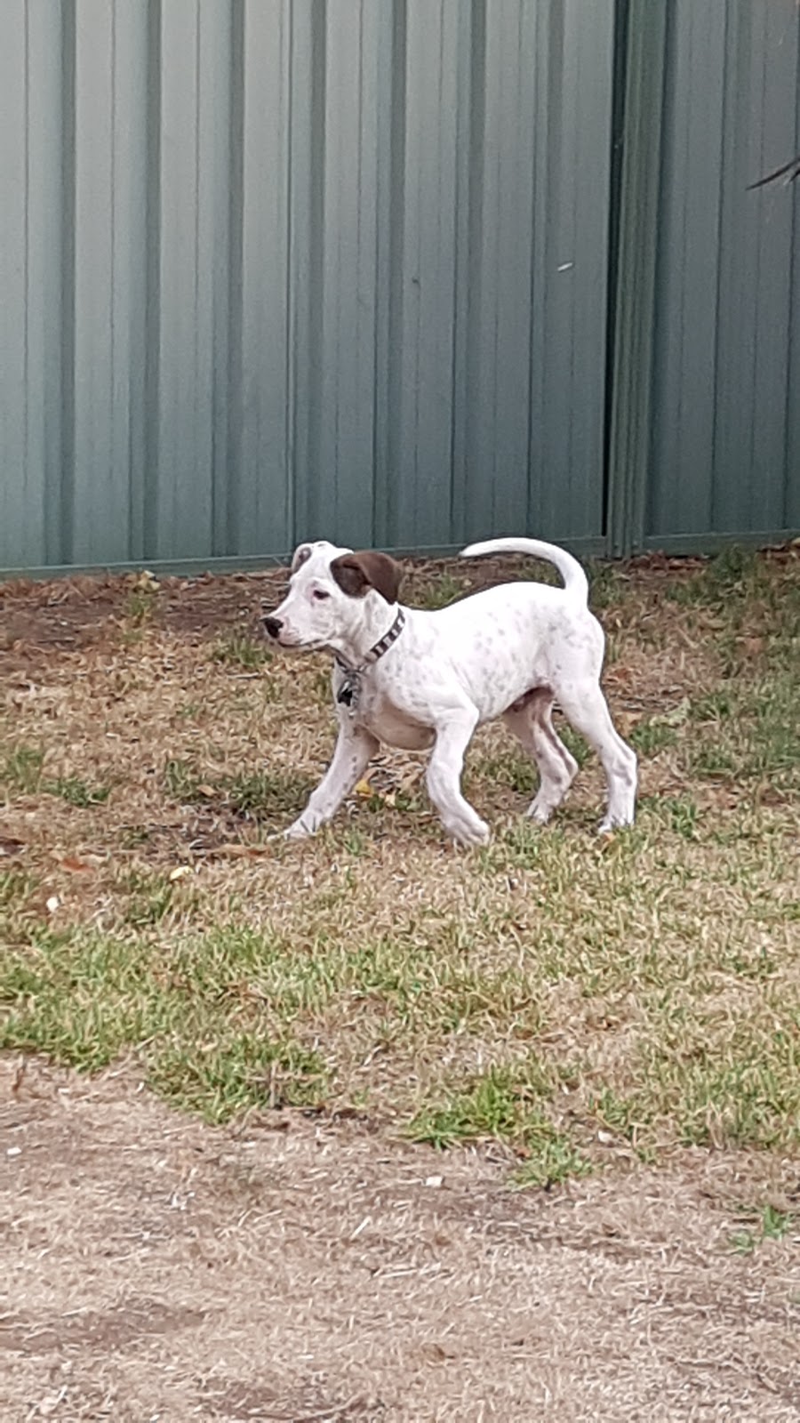 Hahndorf Interim Animal Shelter Inc. |  | 60 Martin Rd, Hahndorf SA 5245, Australia | 0883887514 OR +61 8 8388 7514