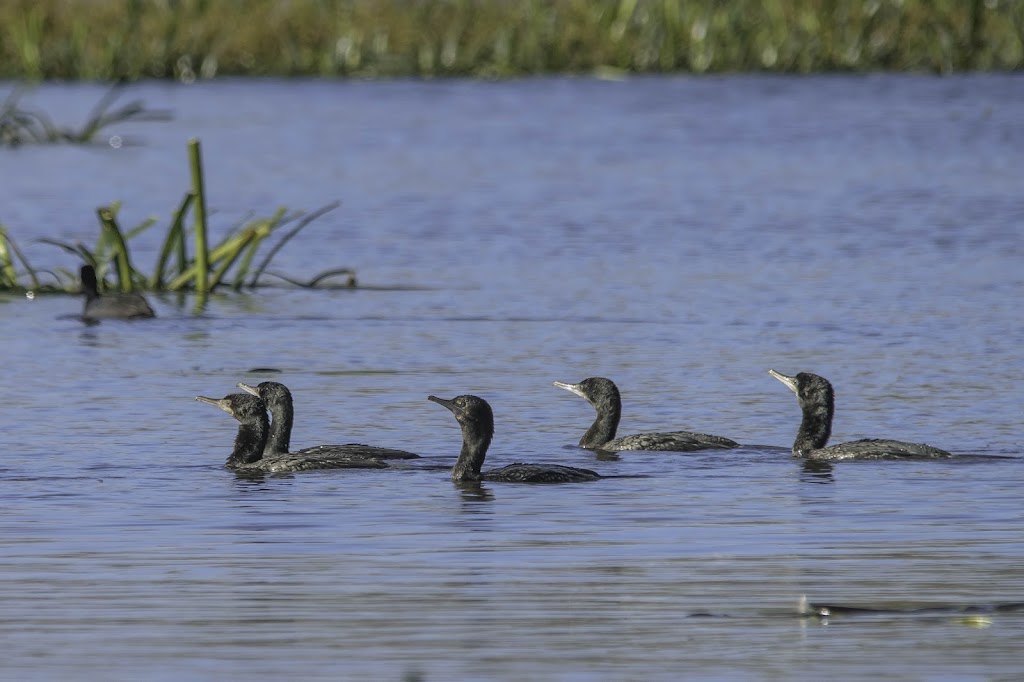 Colac Birder | 85 Sinclair St, Colac VIC 3250, Australia | Phone: 0410 556 592