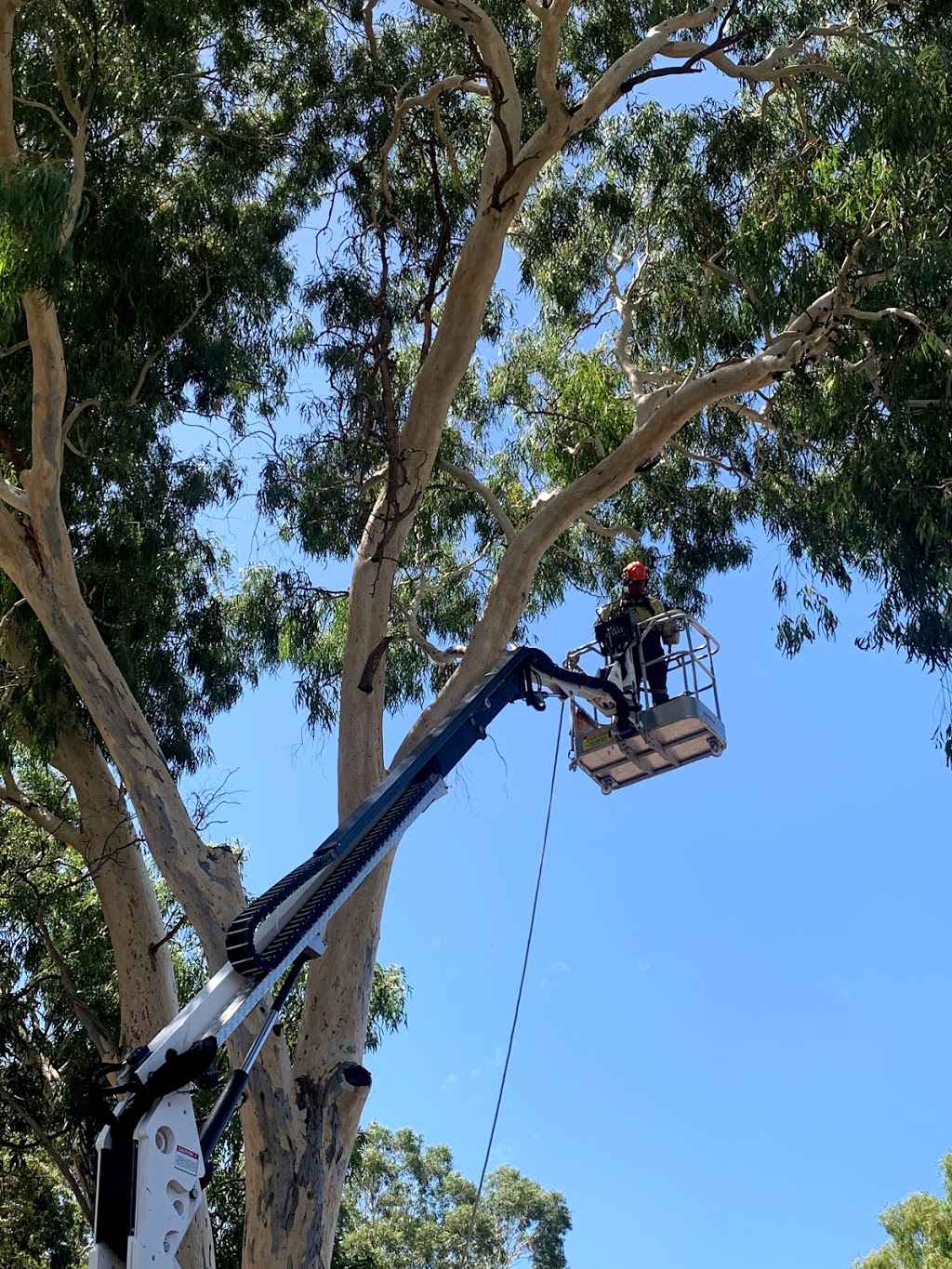 A Cut Above Tree Removal | 24 Corella Ave, Chandlers Hill SA 5159, Australia | Phone: 0411 245 635