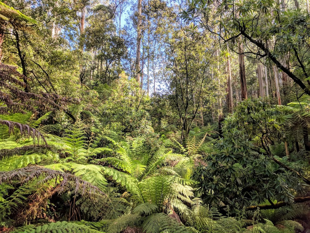 Dandenong Ranges National Park | park | Sassafras VIC 3787, Australia | 131963 OR +61 131963