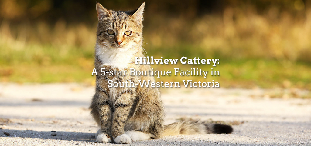 Hillview Farm 5 Star Boarding Cattery | 4570 Princes Hwy, Birregurra VIC 3242, Australia | Phone: (03) 5236 2115