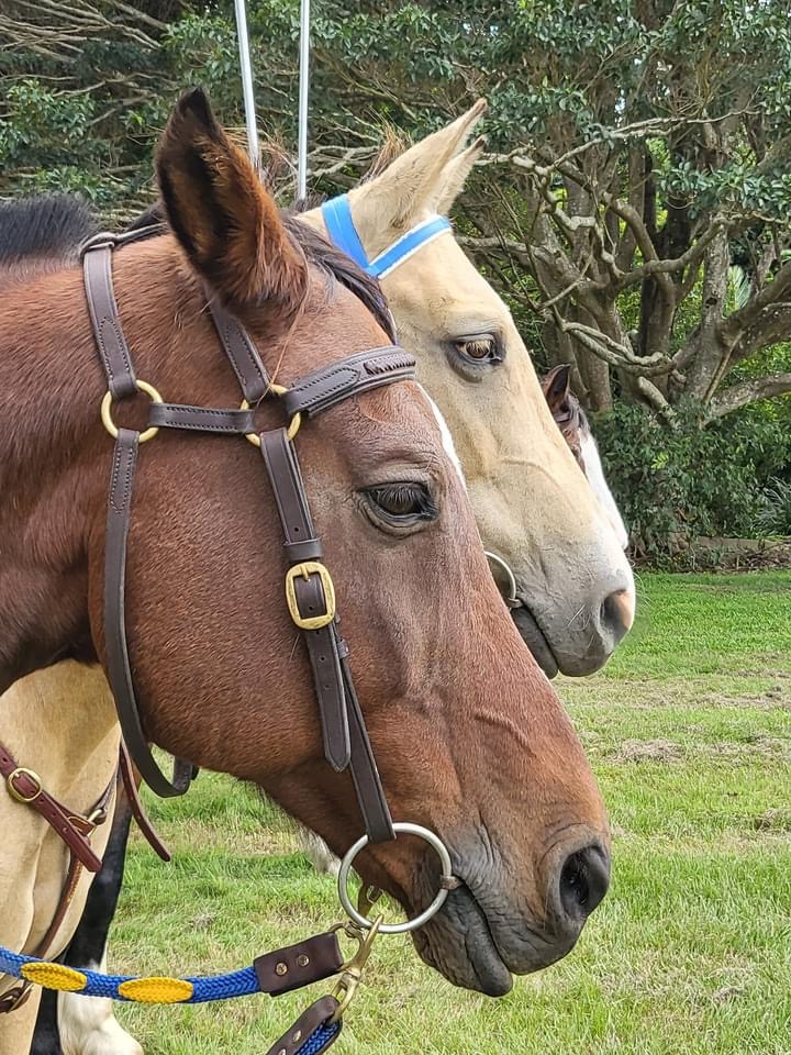 AAVC Scenic Rim Troop, volunteer, horses, ANZAC, Beersheba | TBA, Aratula QLD 4309, Australia | Phone: 0412 886 780