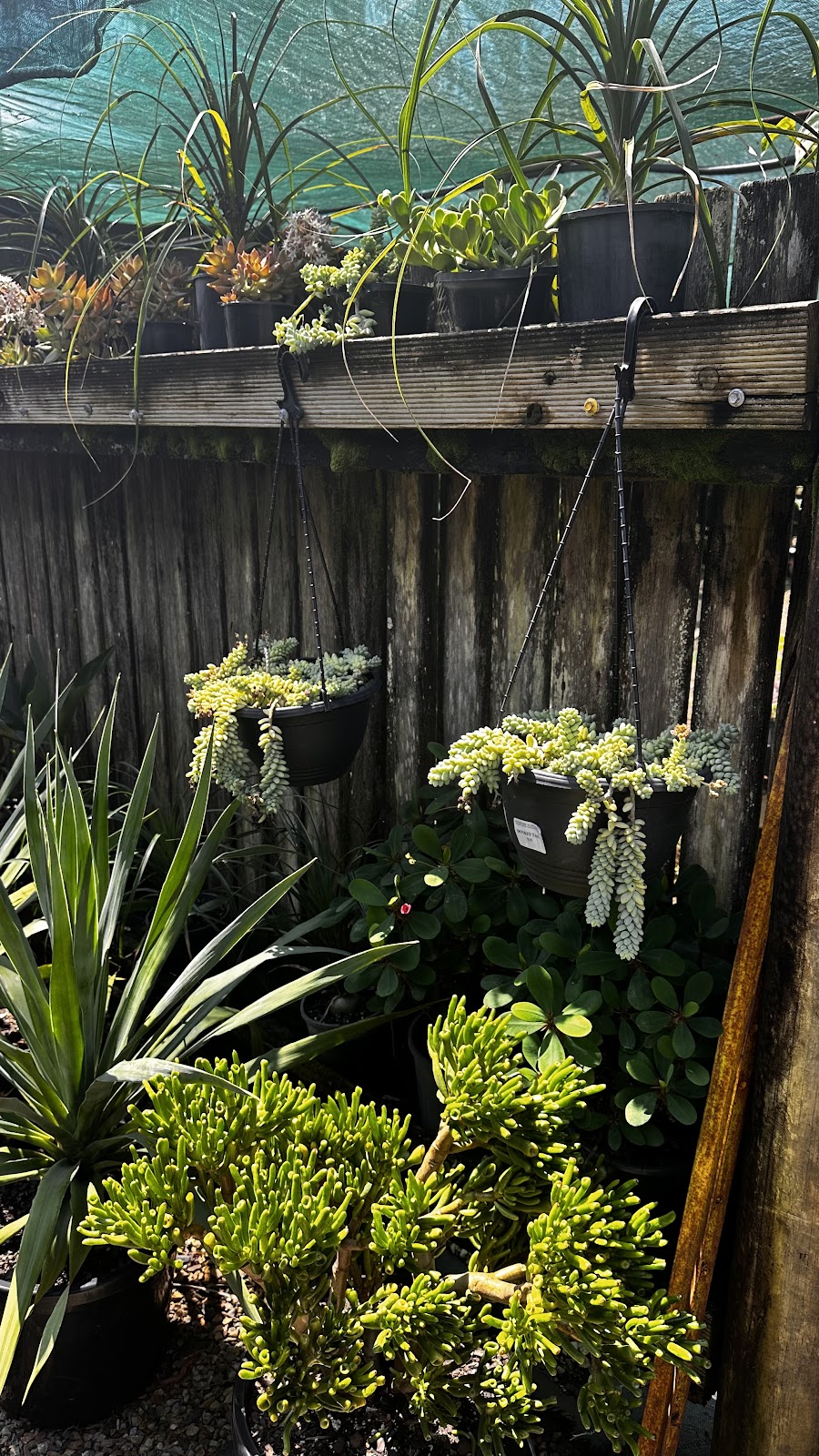 Onshore Nursery | 369 Hinterland Wy, Knockrow NSW 2479, Australia | Phone: 0401 224 632