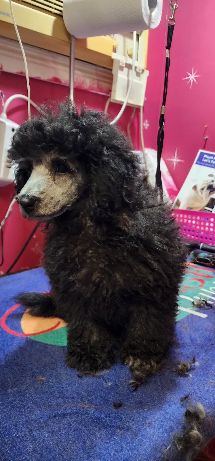 LA PETIT DOG GROOMING | 27 Lexington Ave, St Clair NSW 2759, Australia | Phone: (02) 9834 2555