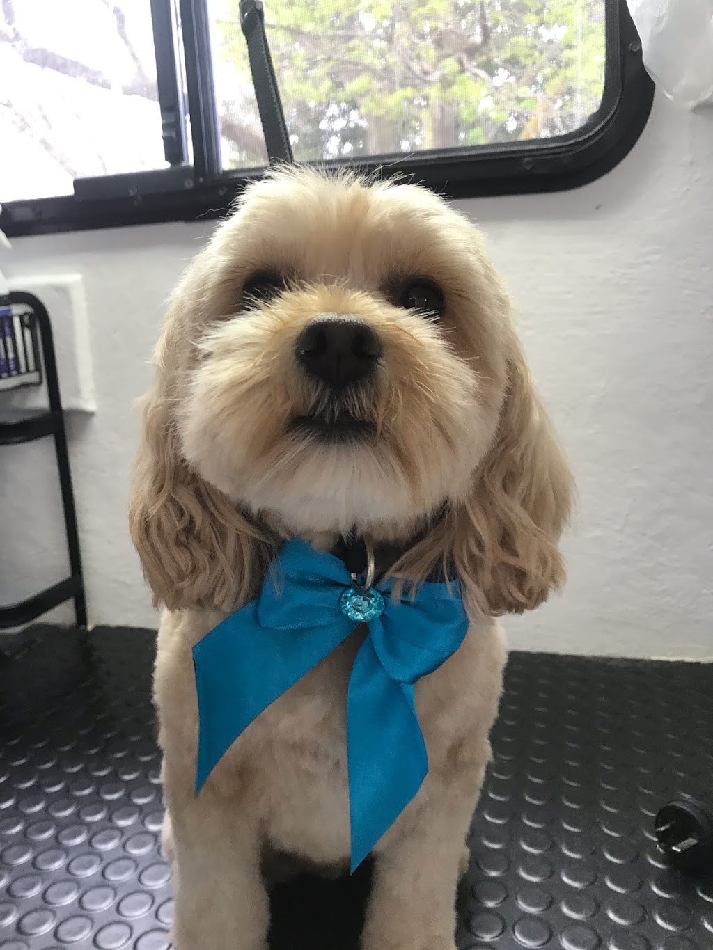 Perfect Paws Dog Grooming | 38 Seves St, Altona VIC 3018, Australia | Phone: 0404 029 401