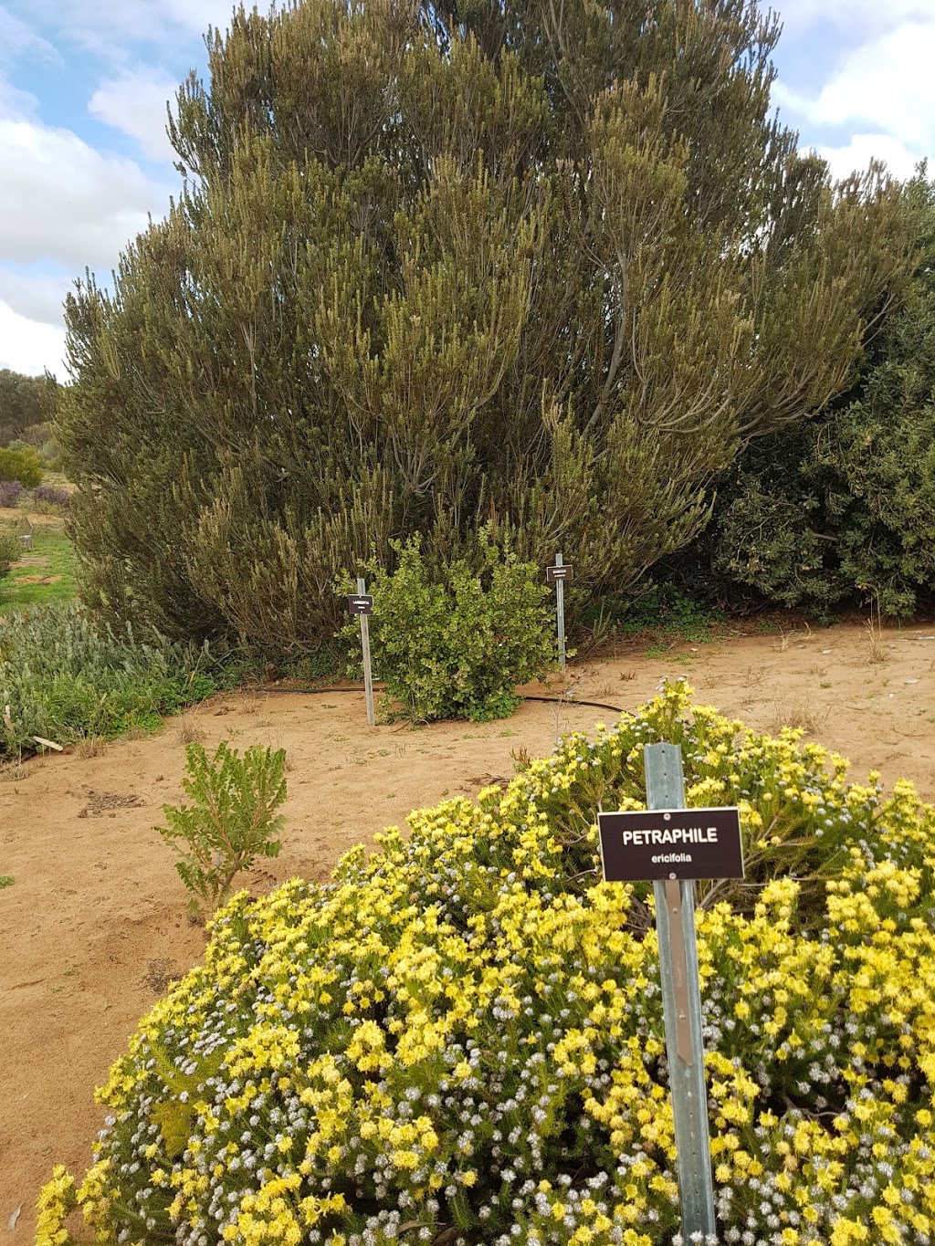 Pangarinda Botanic Garden | Wellington East SA 5259, Australia