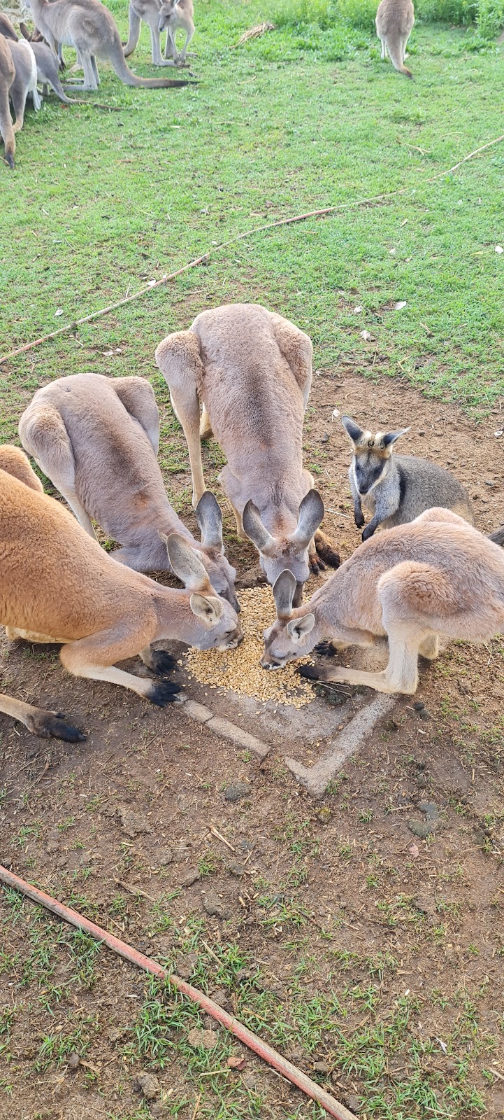 Warrego Wildlife Rescue Rehabilitation & Education Inc. | Redford Rd, Mungallala QLD 4467, Australia | Phone: 0475 095 577
