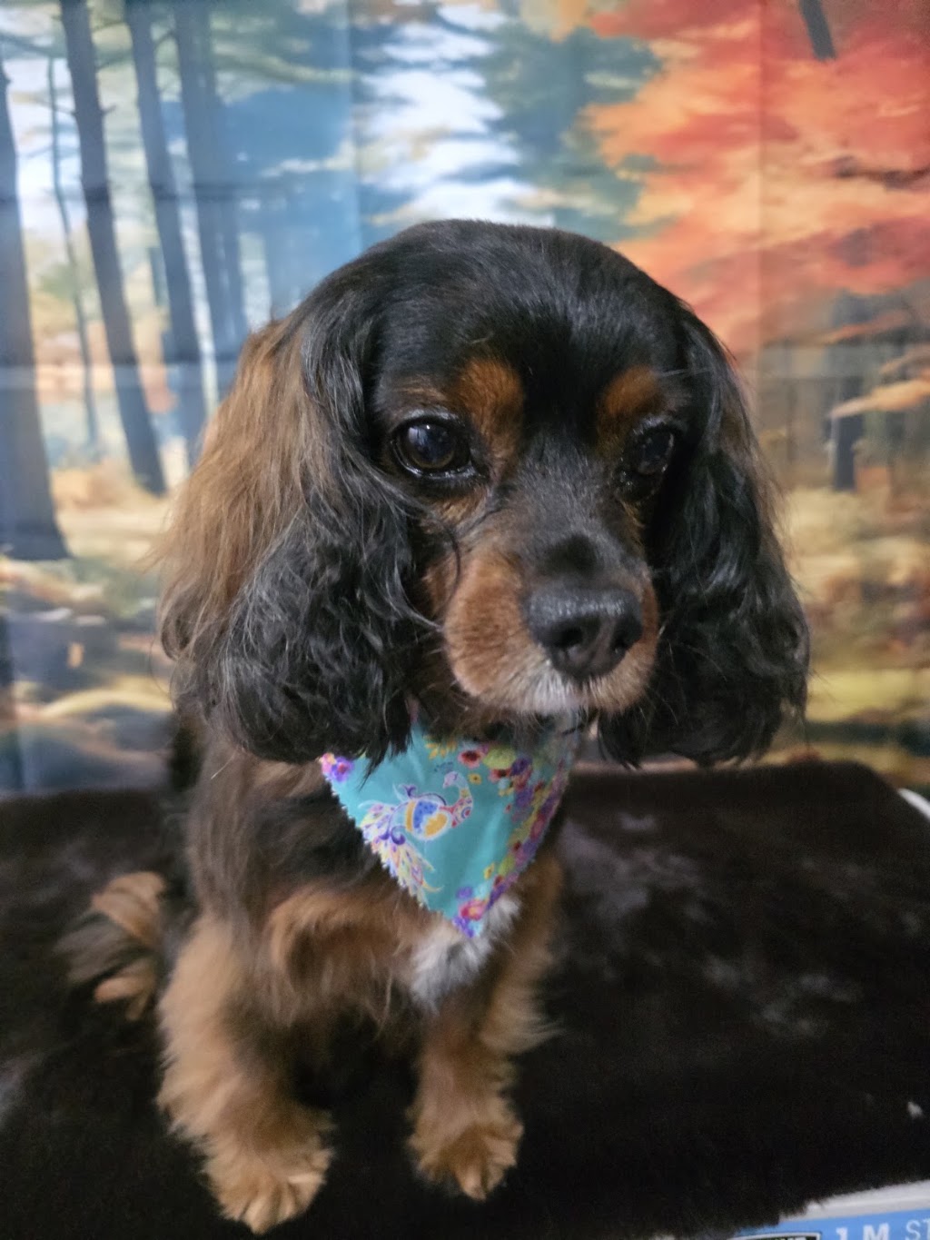Prime Paws Grooming Salon | 600 Bitcon Rd, Toolamba West VIC 3614, Australia | Phone: 0411 782 190