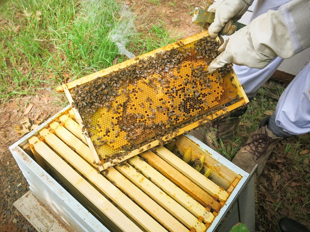 Bowral Bees | 543 Moss Vale Rd, Burradoo NSW 2576, Australia | Phone: 0403 822 281