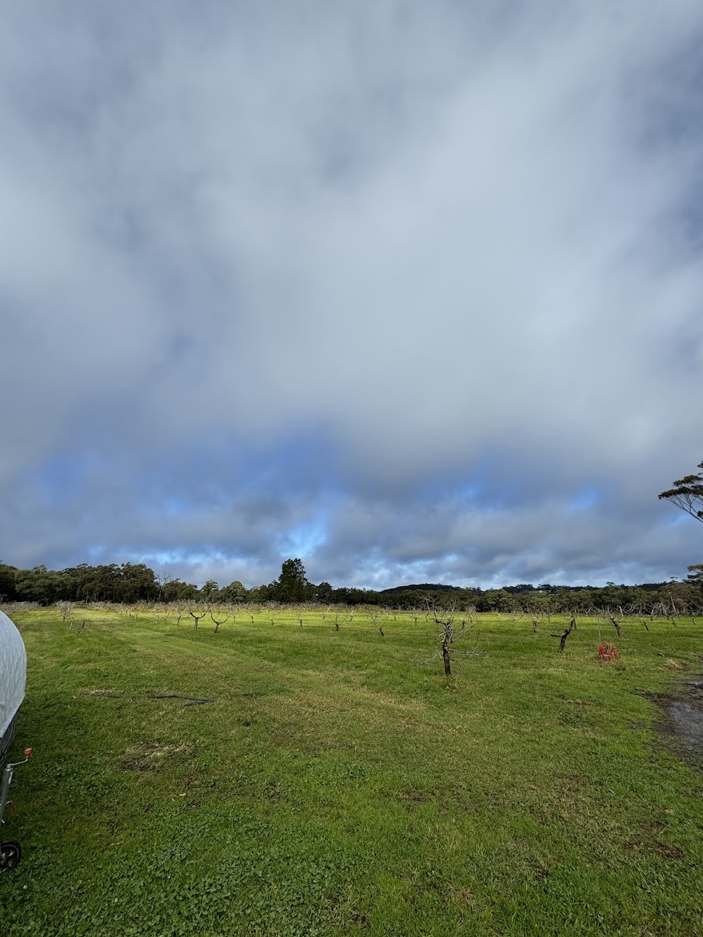 Sanctuary Organic Farm | 140 Niclins Rd, Mangrove Mountain NSW 2250, Australia | Phone: 0478 471 919