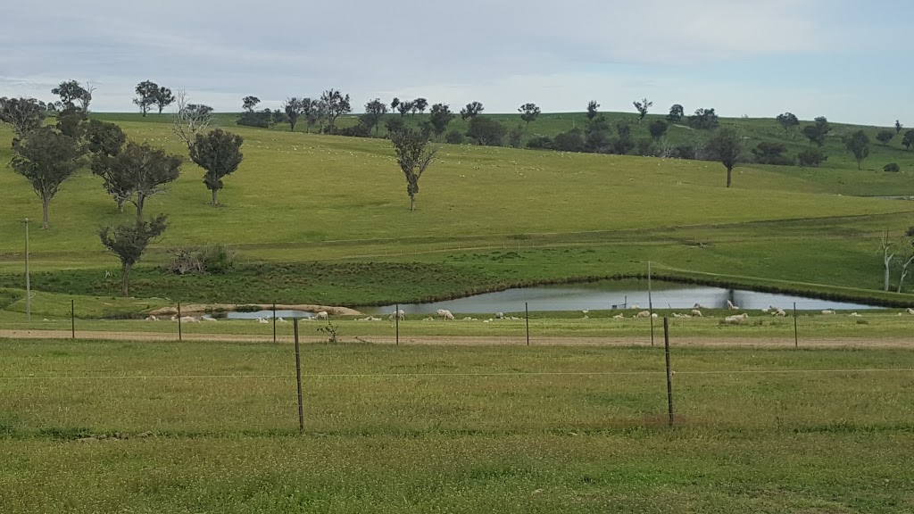 Nerstane Merino Stud | food | Nerstane Rd, Woolbrook NSW 2354, Australia | 0429772778 OR +61 429 772 778