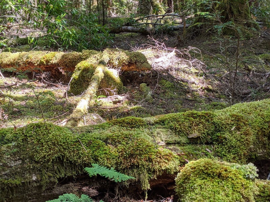 Franklin River Nature Trail Picnic Area | Franklin River Nature Trail, Southwest TAS 7139, Australia